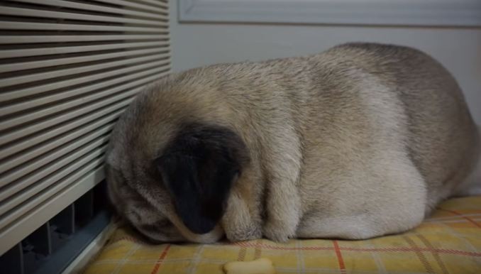 Pug sleeping by treat