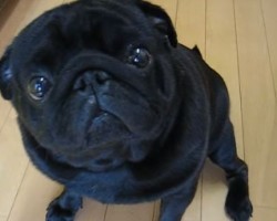 (VIDEO) Two Pugs Are Offered a Treat. How They Adorably Respond? Aww, So Cute!