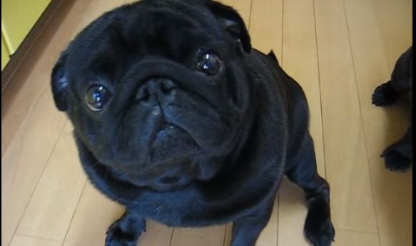 Pug waiting for a treat