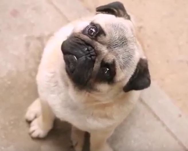 Puggy Head Tilt