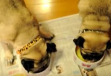 (VIDEO) When it’s Time for Dinner, These Pugs Show off Their Fancy Foot Work! Just Wait Until You See Them Twirl…
