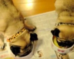 (VIDEO) When it’s Time for Dinner, These Pugs Show off Their Fancy Foot Work! Just Wait Until You See Them Twirl…