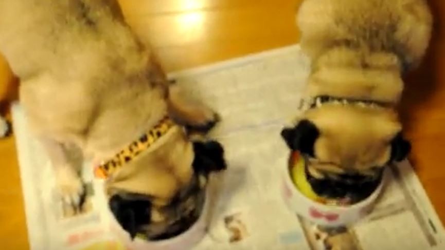 Pugs Eating