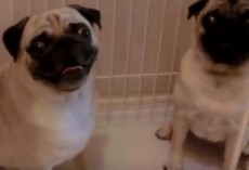 (VIDEO) It’s Dinner Time and Two Pugs Do THIS to Show They’re They’re Ready to Chow Down! LOL!
