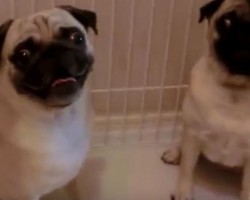 (VIDEO) It’s Dinner Time and Two Pugs Do THIS to Show They’re They’re Ready to Chow Down! LOL!