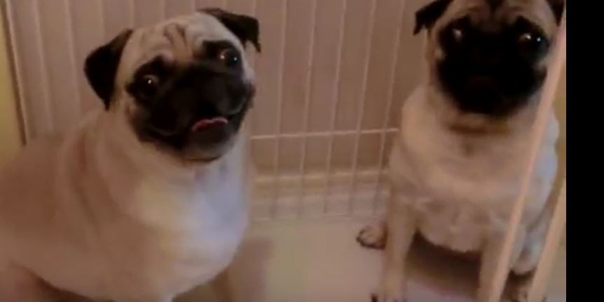 Pugs Waiting for Dinner