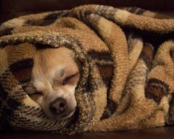 (VIDEO) When These Pups Are Given a Blanket, They Do the Most Adorable Thing
