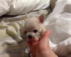 (VIDEO) Tiny Puppy is Wrestling. When You See With What? This Will Make You Smile!