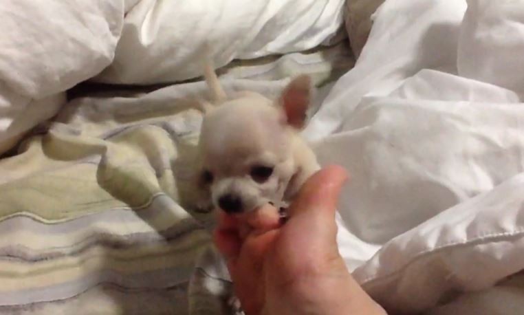 Puppy Toe Chew