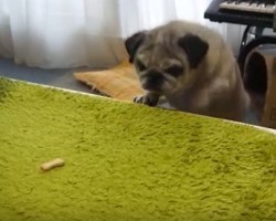 (Video) Cute Pug is Retrieving a Tasty Treat When All of a Sudden THIS Noise Catches Him off Guard… LOL!