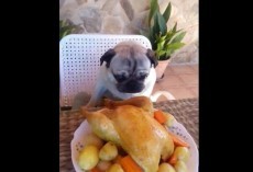 (VIDEO) This Pug Has Placed His Order. When You See What’s On the Menu? Please Share! LOL!