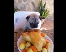 (VIDEO) This Pug Has Placed His Order. When You See What’s On the Menu? Please Share! LOL!