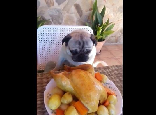 Pug looking at chicken