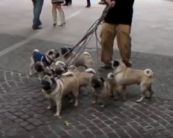 (Video) This Man Attempts to Walk 8 Pugs. What the Result Is? Who’s Walking Whom?! LOL!