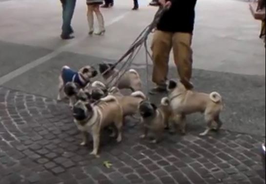 Walking 8 pugs