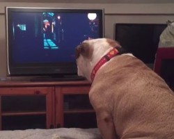(VIDEO) This Dog is Watching a Horror Film. Now Watch What He Does During a Scary Scene. Unbelievable!
