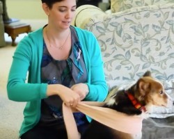 (VIDEO) DIY Doggy Anxiety Wrap That’ll Help Your Pooch Feel Better Fast