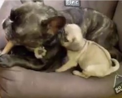 (VIDEO) A Tiny Pug Decides to Take On a Large Frenchie. When He Soon Realizes What He’s Up Against? HA HA!
