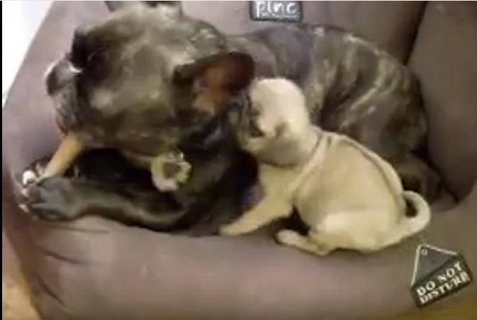 baby Pug and Frenchie