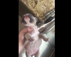 (VIDEO) Baby Frenchie is Getting a Bath. When You See THIS? I Can’t Even!