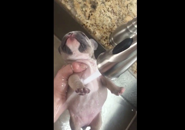Frenchie puppy bath time