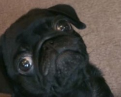 (VIDEO) This Pug Puppy Knows How to Bring on the Cute Factor – Precious, Indeed!