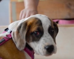 (VIDEO) This Partially Blind Dog Arrived to the Santuary With a Lack of Confidence. But One Manager Knew Exactly What to Do…