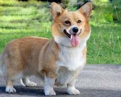 5 Shocking Facts About Corgis