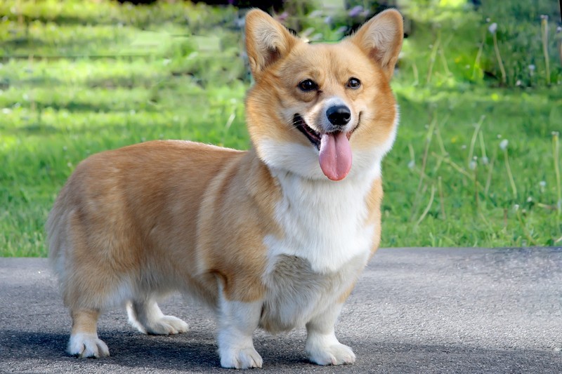 corgi dog