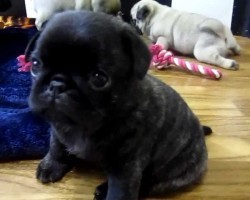 (VIDEO) Get Your Daily Pug Fix by Watching These Tiny Pug Puppies Gallivant Around!