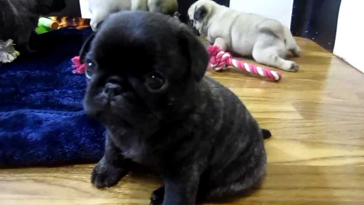 cutest pug puppies ever