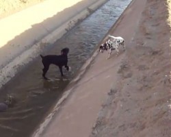 (VIDEO) Dalmation Puppy Just Wants to Have Fun by the Water. Now Wait for That Moment When THIS Happens…