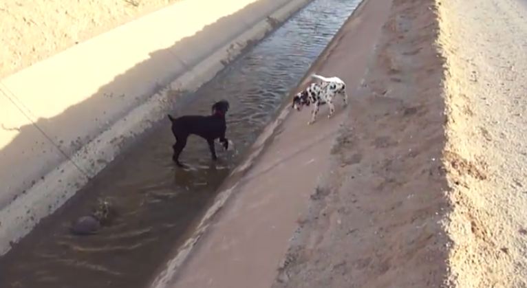 dalmation puppy sliding into water
