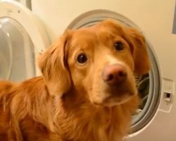 (VIDEO) Most Dogs Enjoy Playing Fetch – This Clever Doggy Loves Doing Laundry!