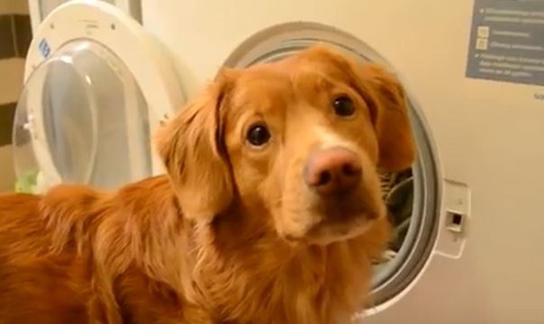 dog doing laundry