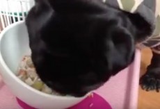 (VIDEO) This Pug Gets Served a Feast! Now Listen to Those Adorable Sounds as She Eats… Aww!