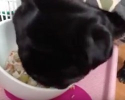 (VIDEO) This Pug Gets Served a Feast! Now Listen to Those Adorable Sounds as She Eats… Aww!