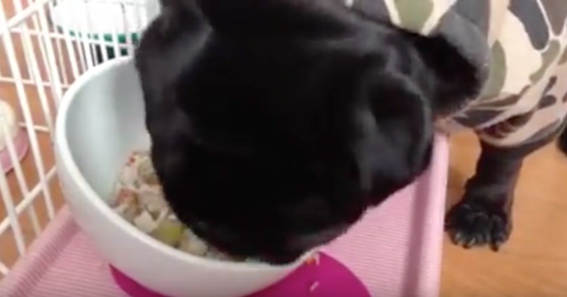 pug eating
