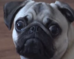 (VIDEO) This Pug’s Dramatic Expression Says it All: Don’t Mess With Me!
