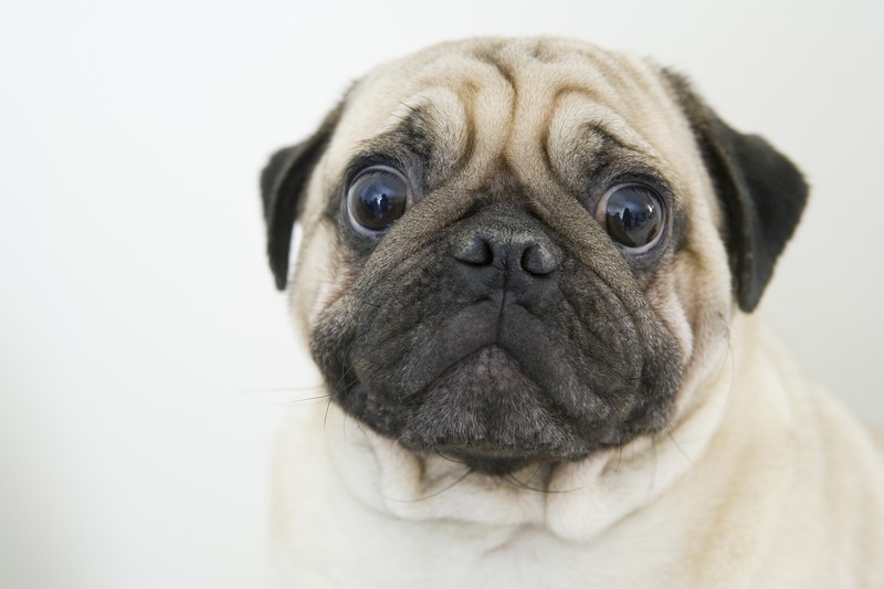 sad and upset pug