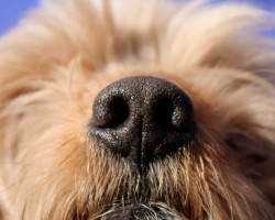 4 Awe-Inspiring Facts About Your Dog’s Sniffer