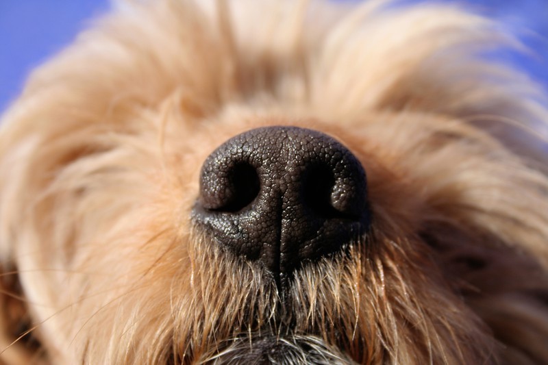 dog nose