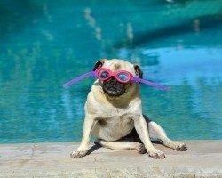 Is the Chlorine in Pools Safe Enough for Your Dog?