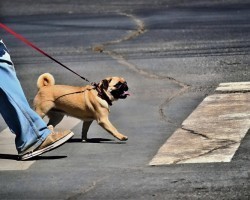 Is Pokemon Go Something That Could be Fun for Your Furry Friend Too?