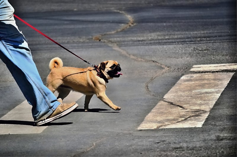 Pug going on a walk