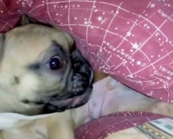 (VIDEO) This Cute Frenchie Can’t Seem to Settle Down. Now Keep an Eye on His Paw… LOL!