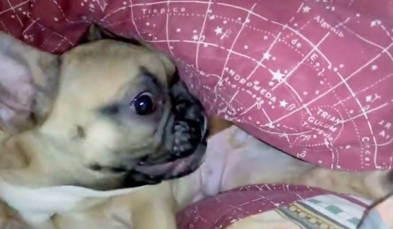 frenchie puppy chewing at his foot