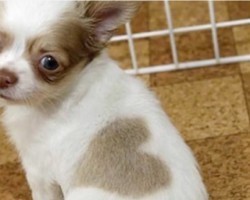 (VIDEO) This Puppy Was Born With a Heart Shaped Marking. When You See It? Truly Heartwarming!