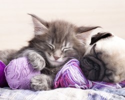 The Proper Way of Introducing Your Pooch to a Cat