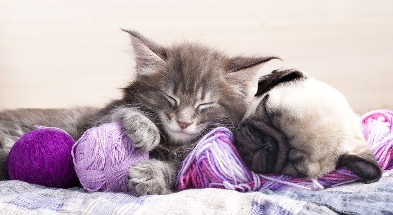 kitten and pug